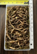 Fresh Wild Ginseng Root 100% Organic & Authentic Natural 20~30 years old - Image 2