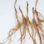 Wild Ginseng 18years old - Image 2