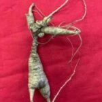 Wild American Ginseng Root fresh 0.8oz