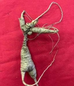 Wild Ginseng Best 산삼 최상품