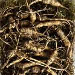 Fresh Wild Ginseng Root 100% Organic & Authentic Natural 20~30 years old