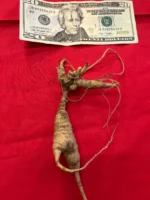 Wild American Ginseng Root fresh 0.8oz - Image 2