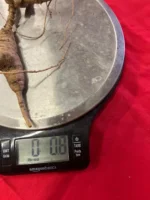 Wild American Ginseng Root fresh 0.8oz - Image 3