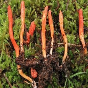 양식 동충하초 Cultivated Cordyceps Whole
