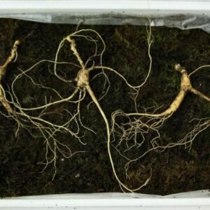 산삼 약 20 - 30+ Years