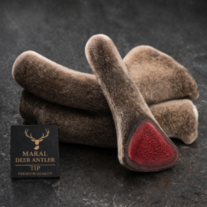 시베리아 마랄 녹용 Maral Deer – Tip / Top Grade