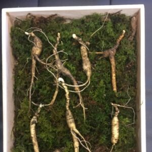 산삼 30 - 50+ Years