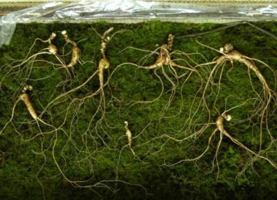 산삼 Under 20 Years