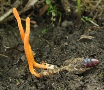 천연 동충하초 Wild Cordyceps Sinensis * 10g