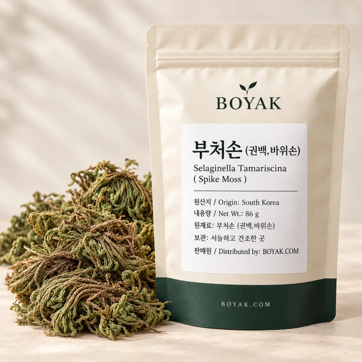 부처손 (권백,바위손)