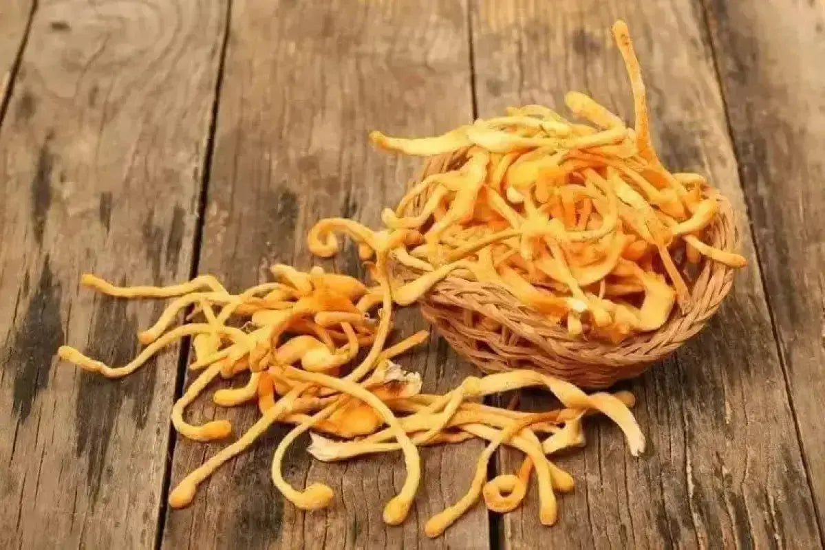 Cultivated Cordyceps Militaris