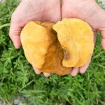 phellinus raw ingredient reference photograph