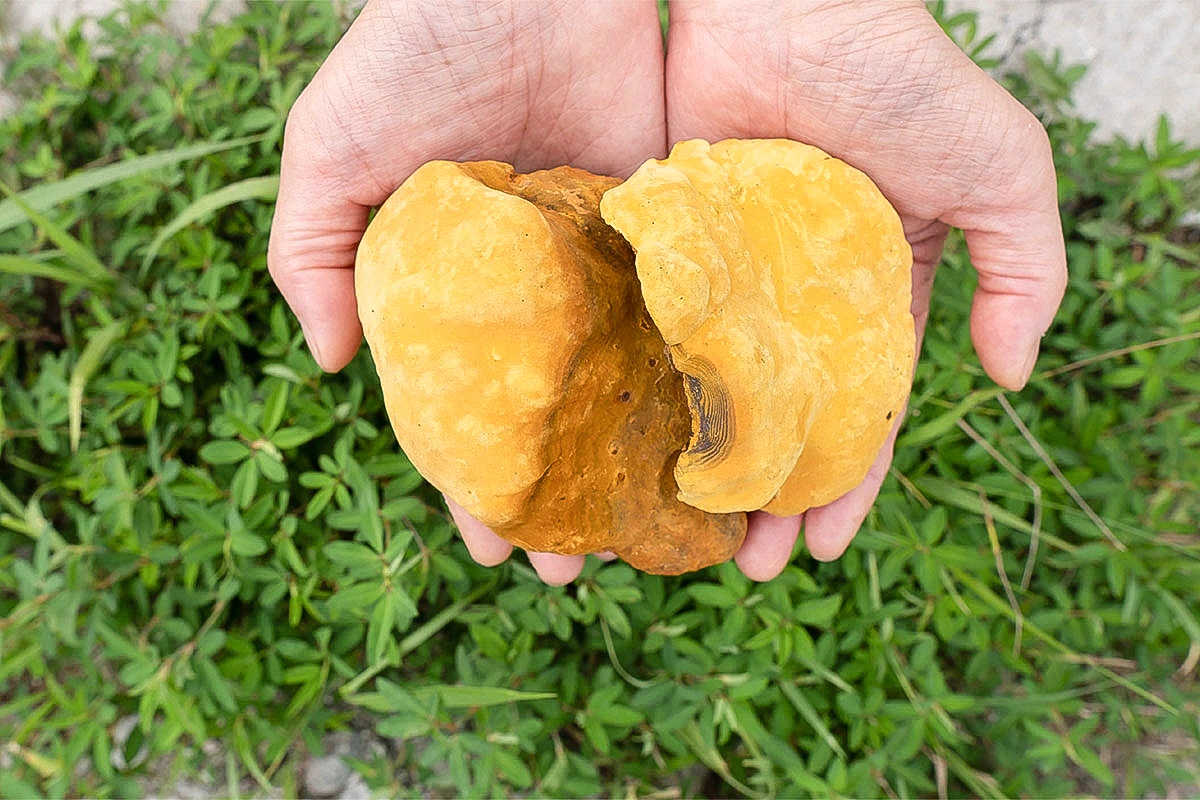 Sanghwang Mushroom