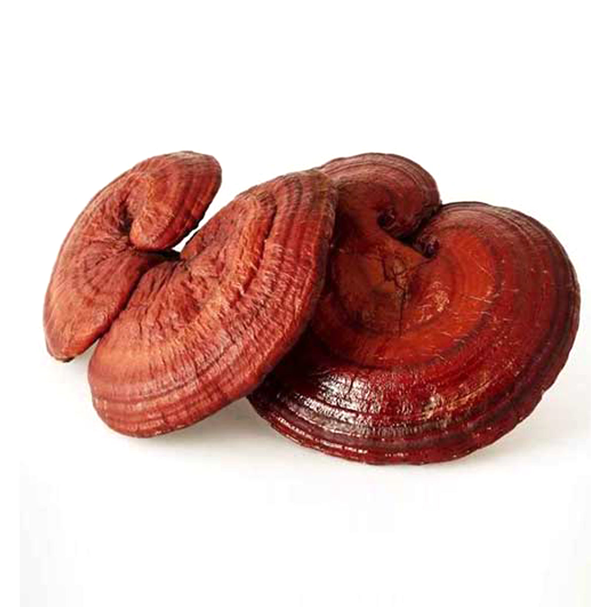 Reishi Mushroom