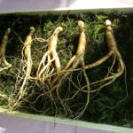 wild raw ingredient reference photograph