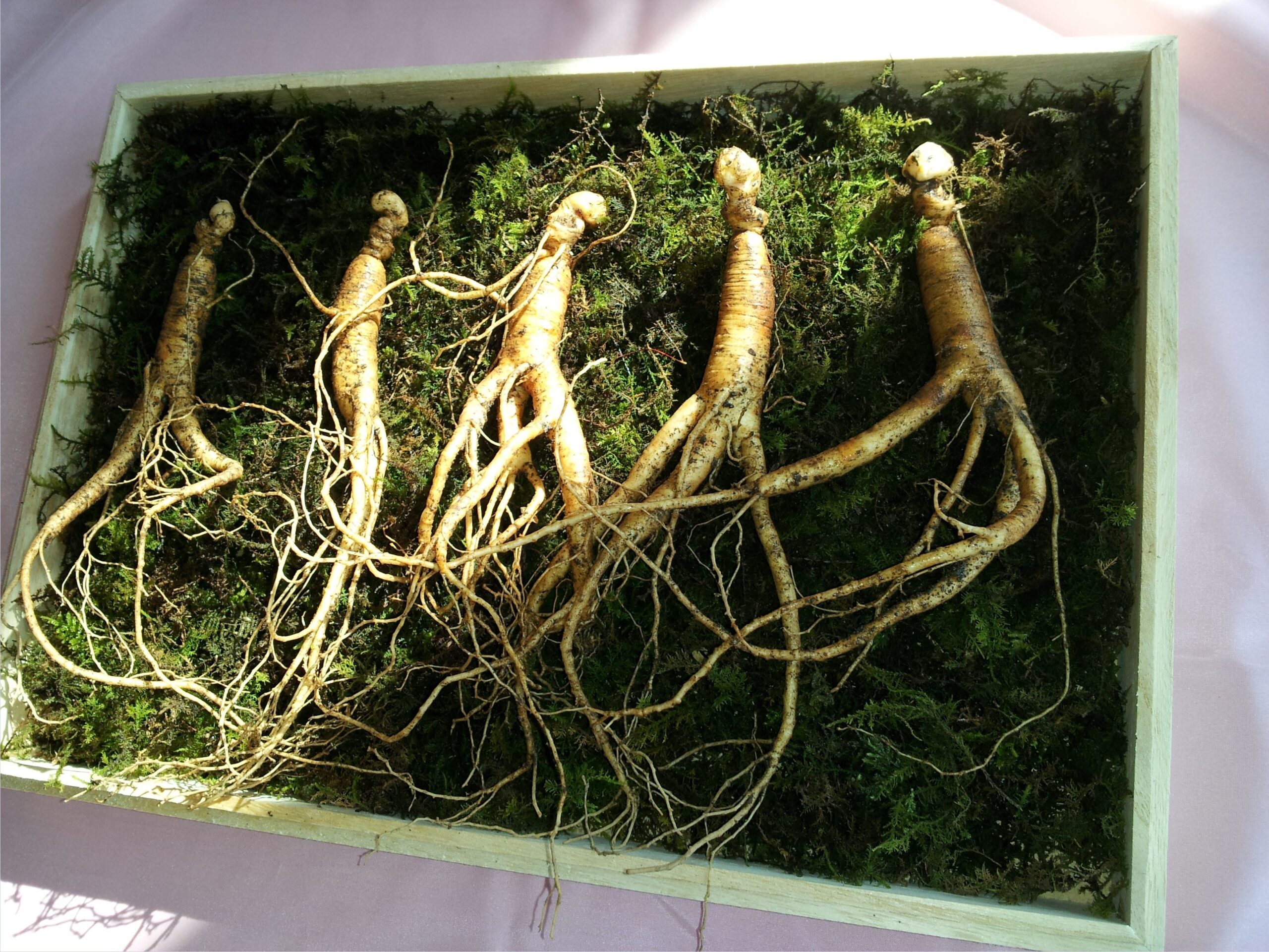 Wild Ginseng